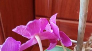Как легко опылить орхидеи фаленопсис и получить семена. Пошаговая инструкция