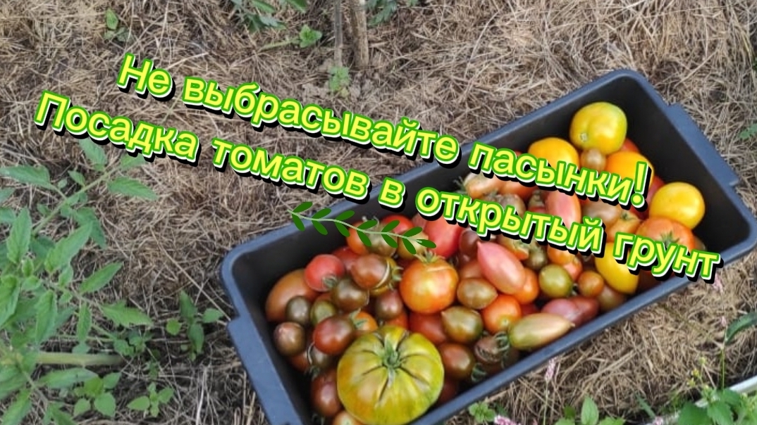 Легко и выгодно: сажаем пасынки томатов прямо в грунт  💚