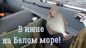 За камбалой на Белом море!
