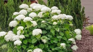 10 кустарников🌸которым не нужен уход🤩