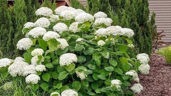 10 кустарников🌸которым не нужен уход🤩