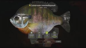 Солнечник Синежаберный, трофейная рыба, озеро Лосиное игра Русская Рыбалка 4, на что ловить, сборка