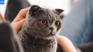 Как кошка решает, кто в семье хозяин, мебель или прислуга!