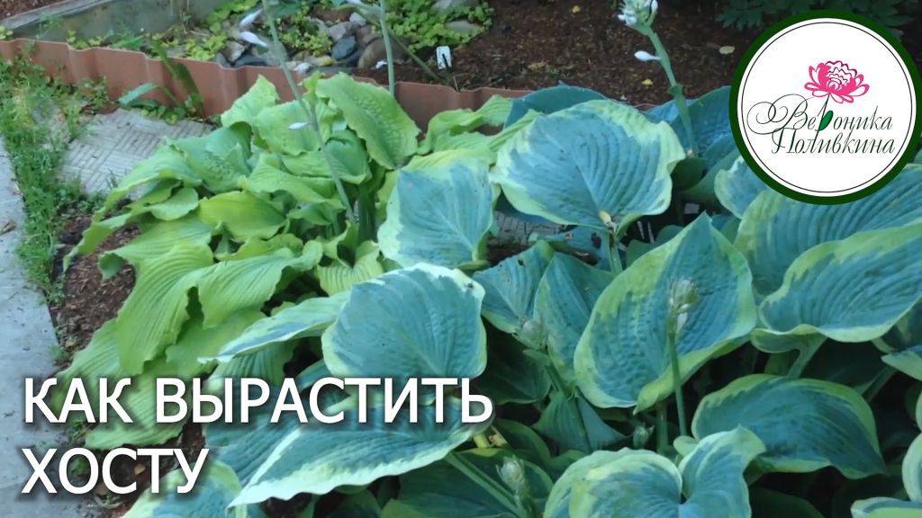 КАК ВЫРАСТИТЬ ХОСТУ смотреть онлайн