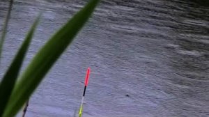 С ПОПЛАВКОМ в ПРОЛИВНОЙ ДОЖДЬ! ВСЁ ЧТО НУЖНО ДЛЯ ХОРОШЕГО КЛЕВА!