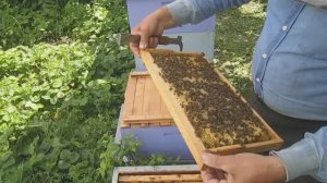 Работы на пасеке в июне