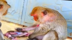 Макака долго убеждала детёныша... 1000020121.mp4