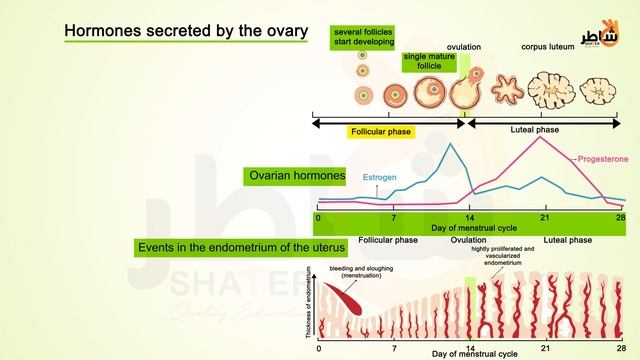 Hormonal cycle video смотреть онлайн
