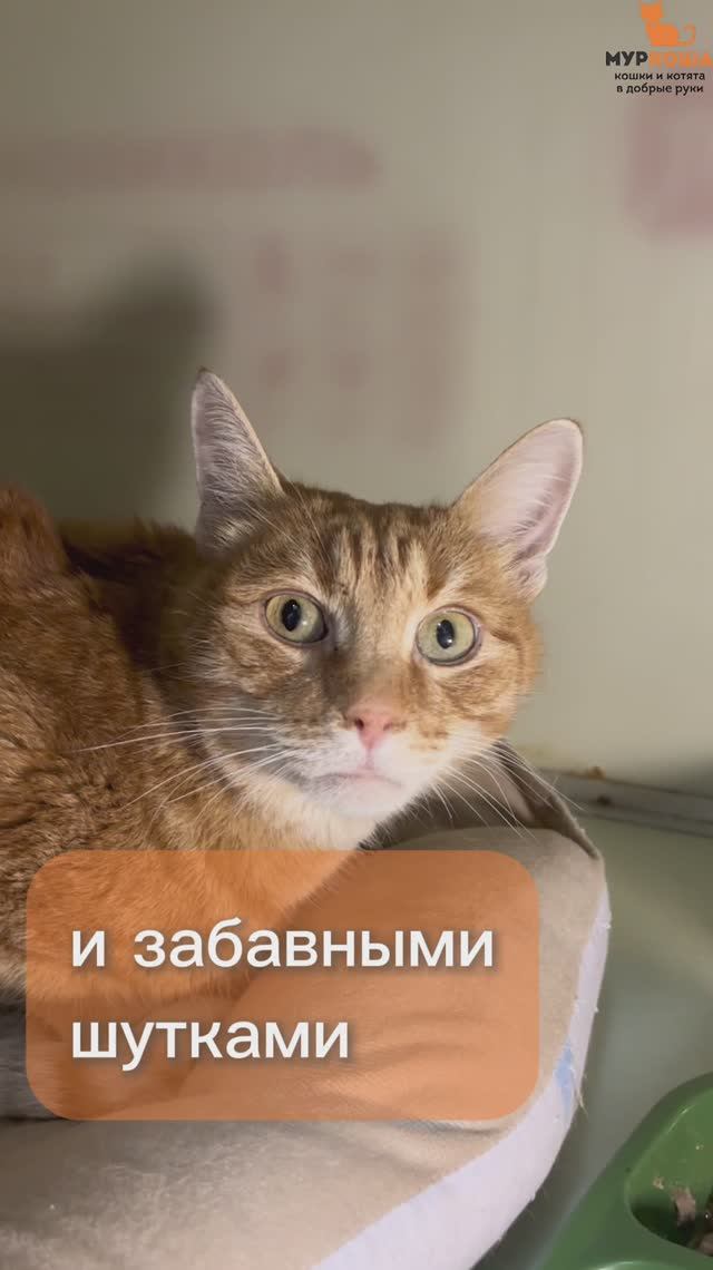 Талламор (уже дома)