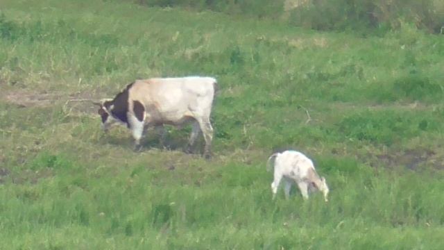 Царев Курган,Самара