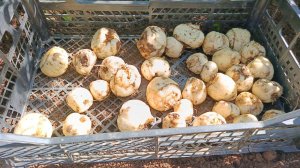 Обязательно ли выкапывать луковицы рябчиков императорских ежегодно