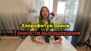 Как вырастить пышный хлорофитум Оранж/ тонкости выращивания/ полив