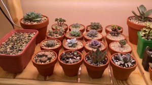 Подсветка для суккулентов. Замеряю эффективность!