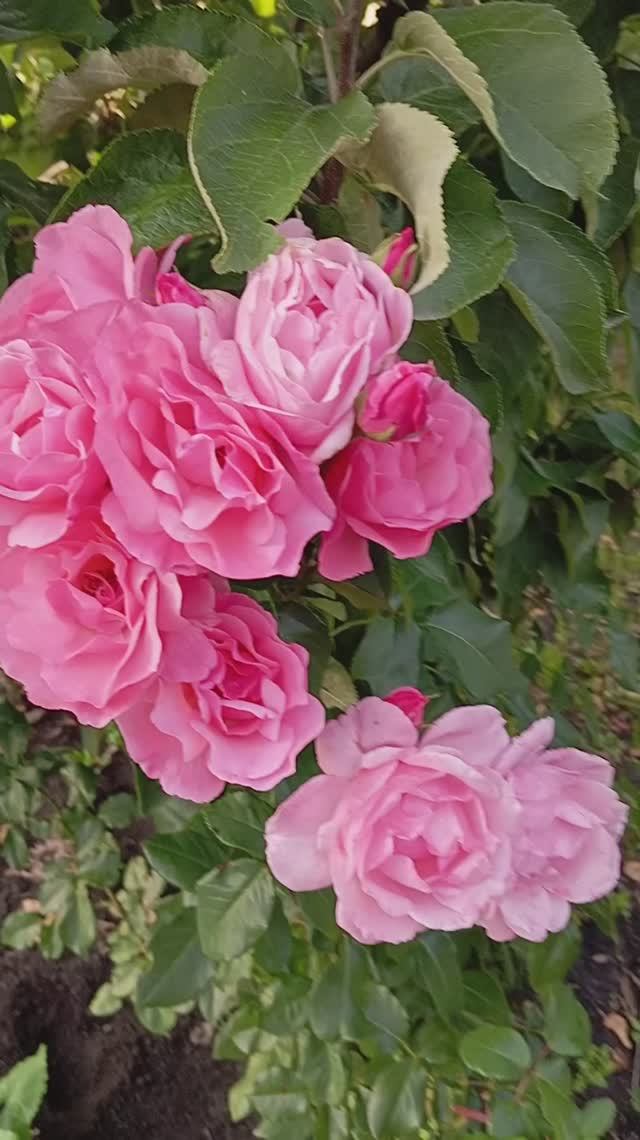 Роза под яблоней смотреть онлайн