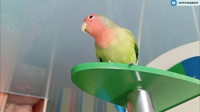 Попугай Джек - лëтчик🦜 смотреть онлайн