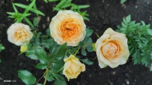 Роза Премиум Класса "Гравитация" начала цвести в нашем саду.