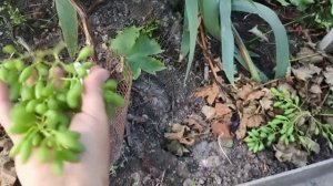 АНАБЕЛЬ виноград селекции Калугина В.М. первые сигнальные грозди на прививке. Виноград Тепловых.