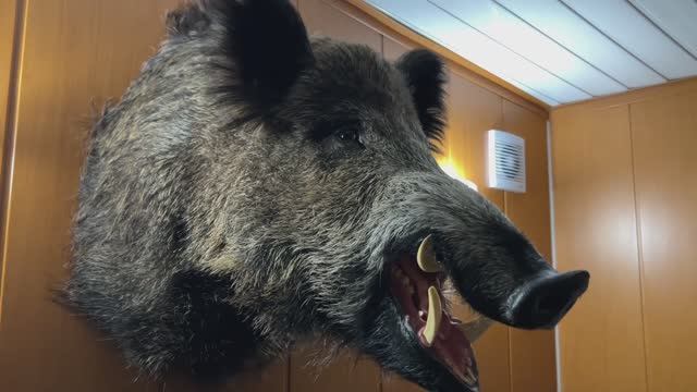 Мне сделали чучело добытого мной кабана. смотреть онлайн