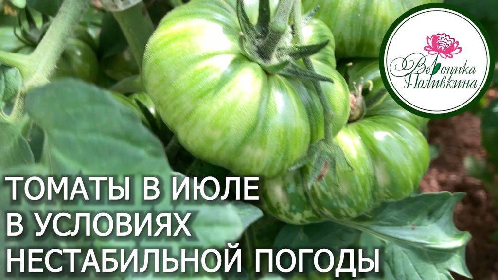 Уход за томатами в июле в условиях нестабильной погоды_1 смотреть онлайн