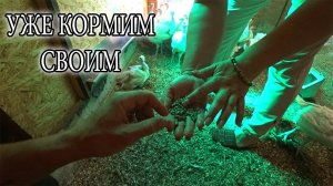 ВЫСАДИЛИ ИНДЮШАТ НА ПОЛ