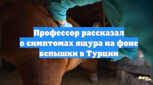 Профессор рассказал о симптомах ящура на фоне вспышки в Турции