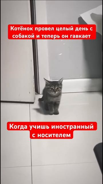 Котёнок загавкал
