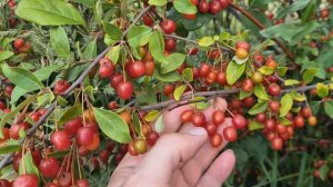 Гуми или лох многоцветковый, хороший урожай