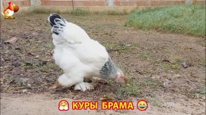 Куры Брама с лохматыми лапами прекрасные несушки (27)