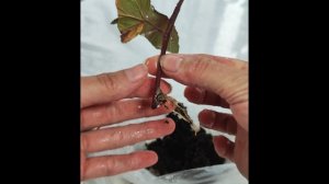 Успех черенкования пузыреплодника: Показываю, как выросли корни!