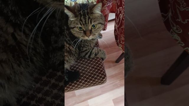 Барсеныш что-то попутал смотреть онлайн