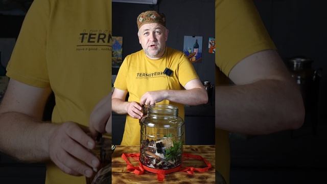 Самая вкусная вишнёвая настойка 2025 Пряная вишня от @dobroslav13 смотреть онлайн