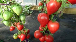 Уже 3 года я восхищаюсь этим уникальным МИНУСИНСКИМ томатом. Обзор в теплице.