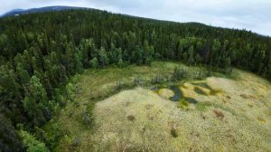 Когда хочется летать, а на улице дождь: FPV-путешествие по еловым лесам и болотам. fpv.