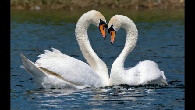 упала птица в камыши смотреть онлайн