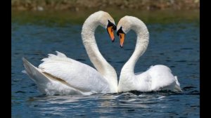 упала птица в камыши