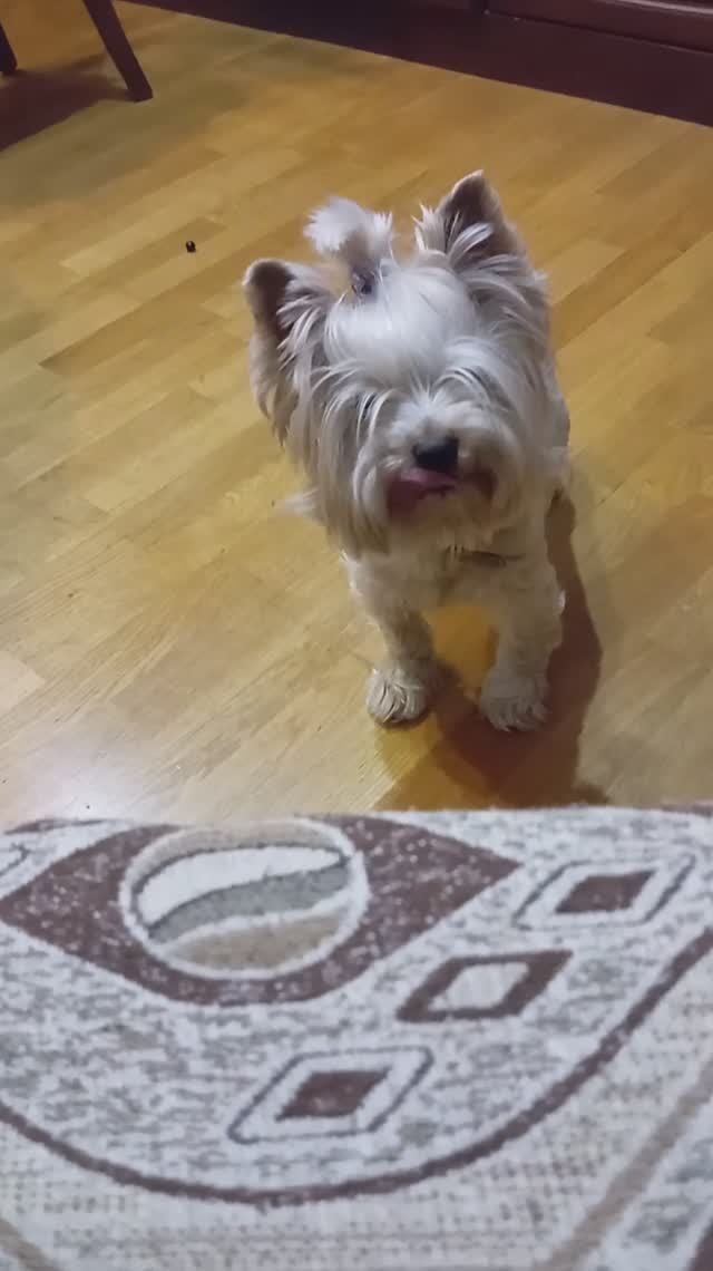 Пёсик Марсик смотреть онлайн