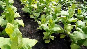 Дожди и потеря урожая