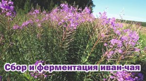 Сбор и ферментация иван-чая