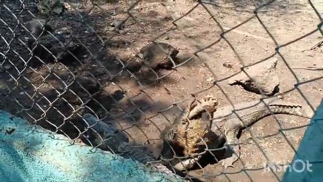 Рыбачим на крокодила на Кубе Гавана