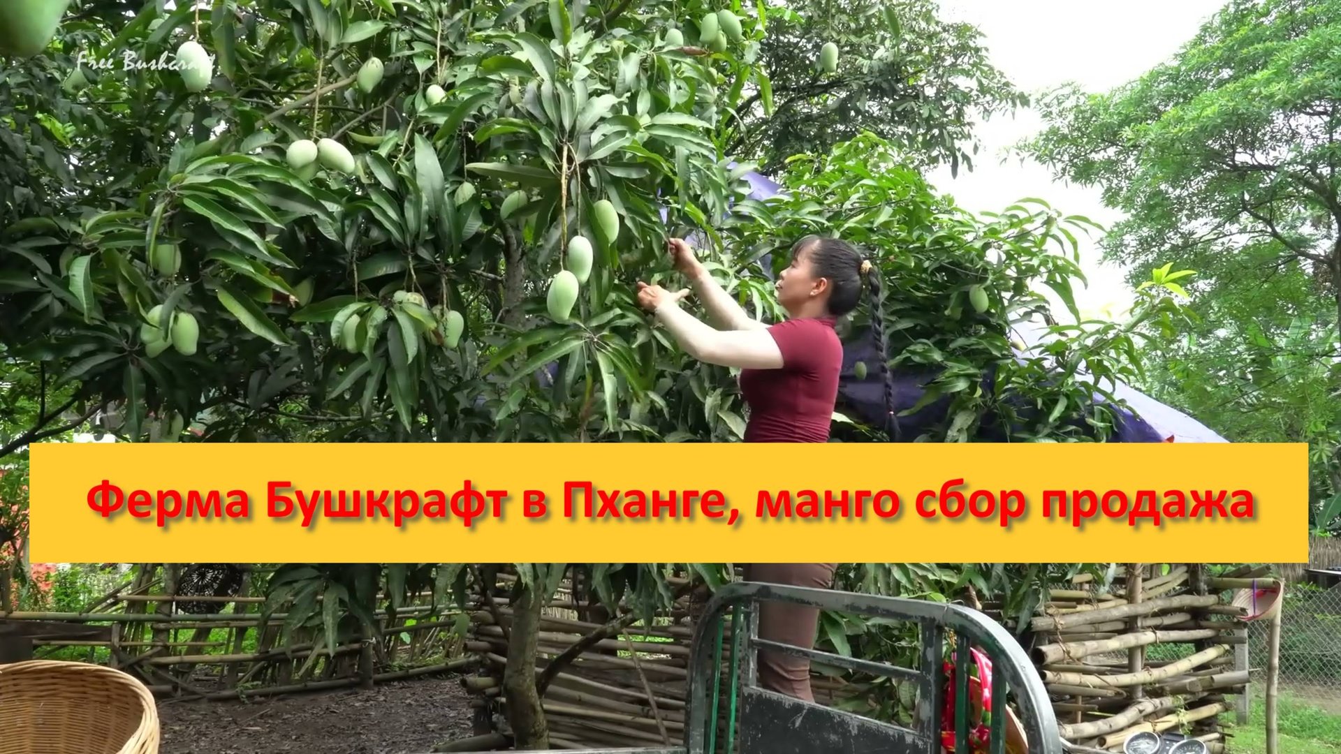 Ферма Бушкрафт в Пханге, манго сбор продажа смотреть онлайн