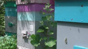 Июльский   взяток   .