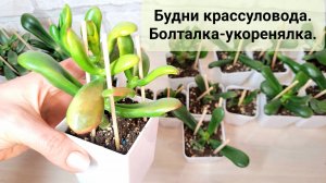 Болталка-укоренялка