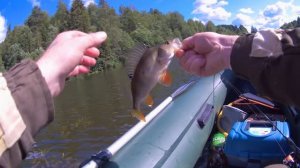 Микроджиг на пруду. Спиннинг Nautilus Shikari Travel.