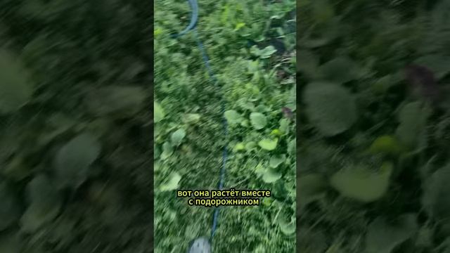 от цистита лучшее средство смотреть онлайн