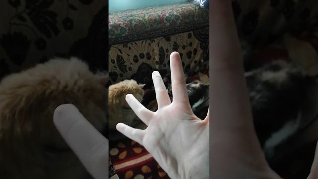 VID_20250706_135305.mp4 смотреть онлайн