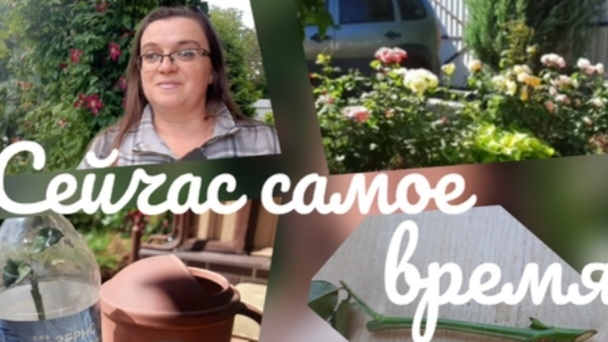 Черенкование роз смотреть онлайн