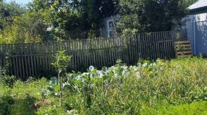 СДЕЛАЛИ АРКУ СВОИМИ РУКАМИ/ /ОБЗОР  ПЕТУНЬИ/ / КАК ВЫГЛЯДИТ НА УЧАСТОК НА 6 ИЮЛЯ//