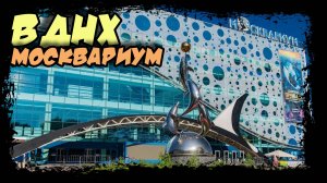 ВДНХ. Москвариум. Центр океанографии и морской биологии. #москвариум #океанариум