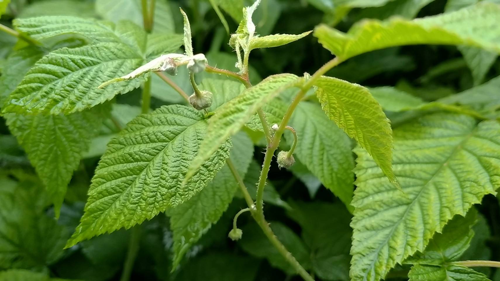 Урожай малины увеличиваю в несколько раз простым способом, которым мало кто пользуется! смотреть онлайн