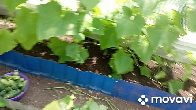 собираю огурцы, первые помидоры/огурцы/помидоры/дача/ смотреть онлайн